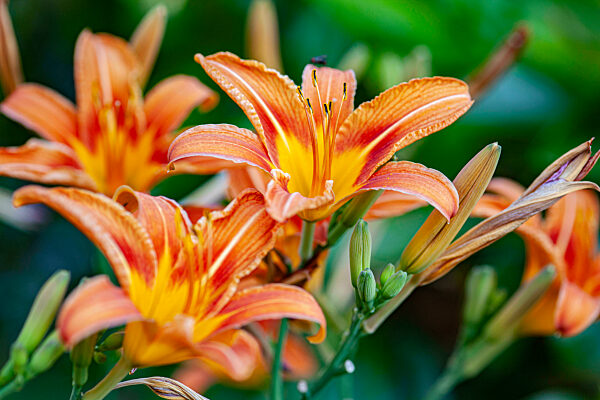 Orange Lilium flower detail 15