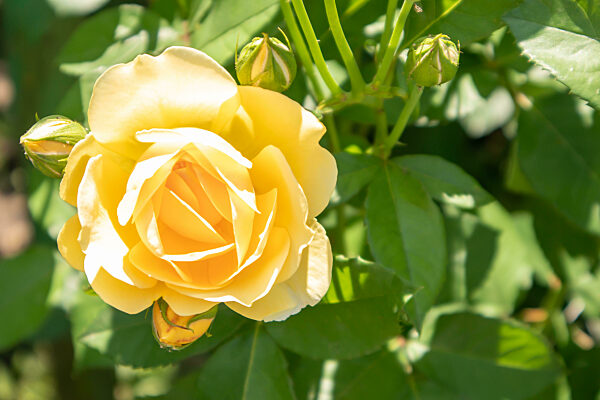 Beautiful, colorful, delicate blooming roses in a yellow garden.