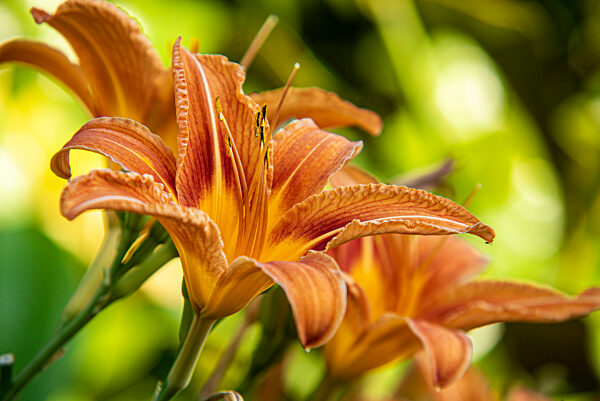 Orange Lilium flower detail