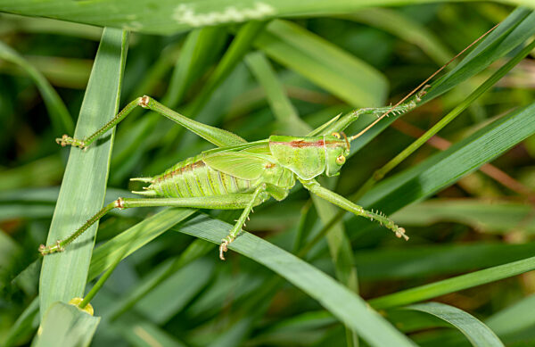Green hay horse on the meadow in the grass