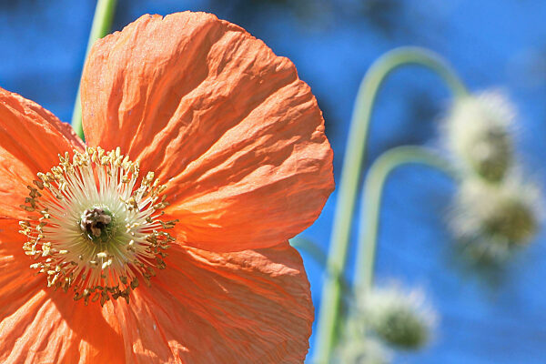 Macro of a peach poppy against a blue sky