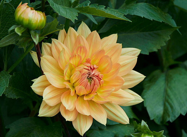 UK - Yellow and Orange Dahlia