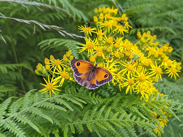 Gatekeeper butterfly feeding on common ragwort flowers