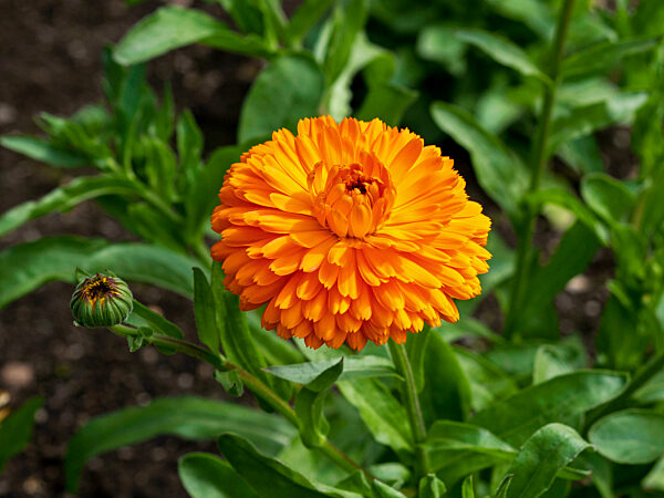 Lovely orange marigold flower and bud, variety Calendula Citrus