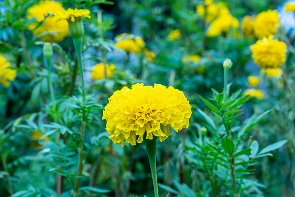 Flowers are beautiful