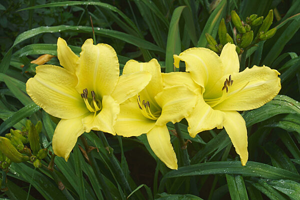 Close-up image of Olallie lime daylily flowers