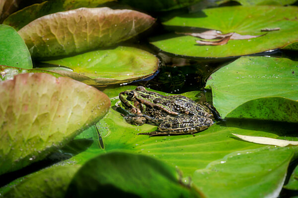 Green frog sitting on leaf