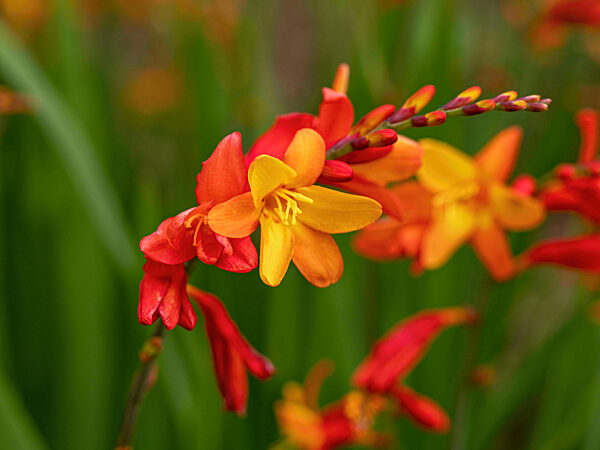Ccloseup of colourful orange and yellow Crocosmia flowers