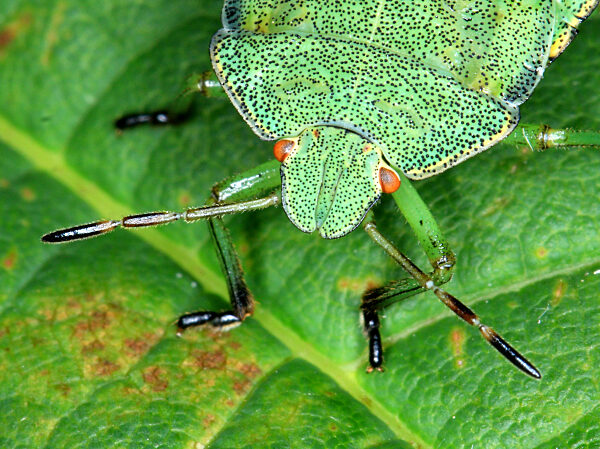 Green shield bug, Palomena prasina, nymph in close up