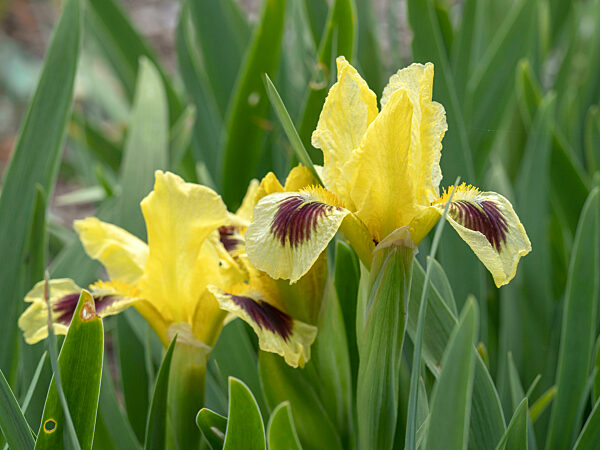 Pretty iris flowers with yellow and purple petals