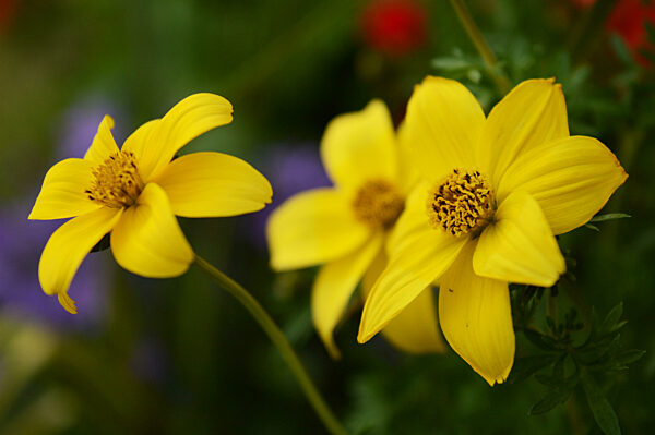 Yellow Flowers Closeup