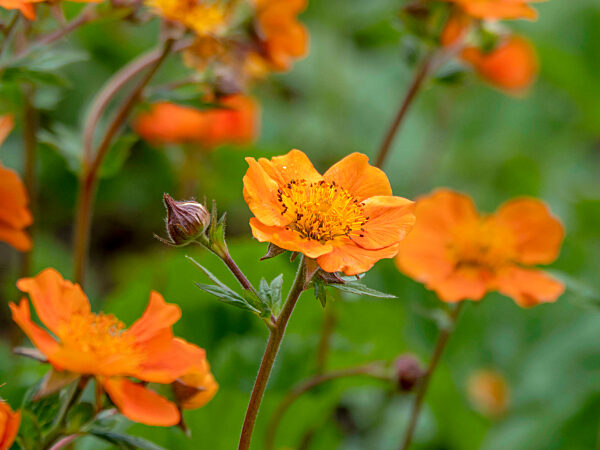 Closeup of orange geum flowers in a garden