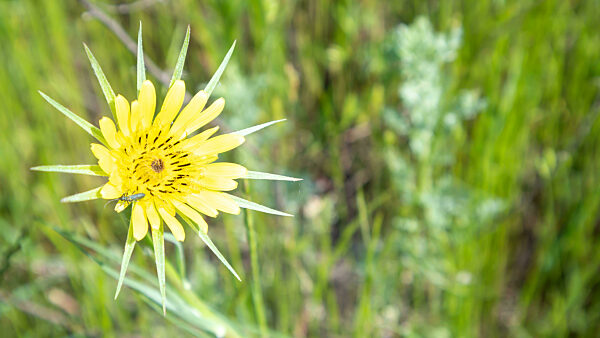 Beautiful wildflowers and wild herbs on a green meadow. Warm and