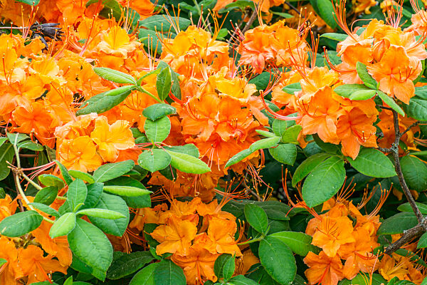 Colorful of Many Tropical Rhododendron Flowers in Garden
