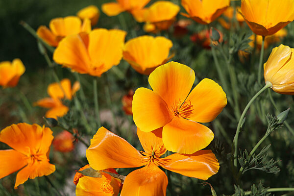 Yellow flowers of eschscholzia californica or golden californian