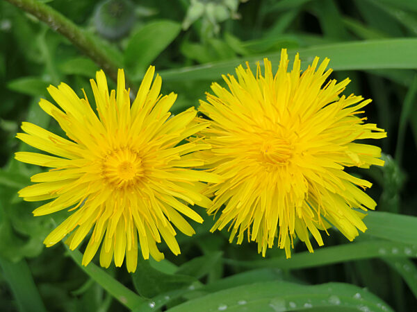 beautiful flowers of natural colors spring pollen aroma