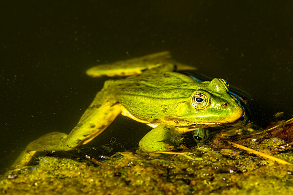 Green frog in small natural pool