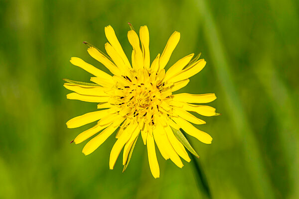 Beautiful yellow flower in nature