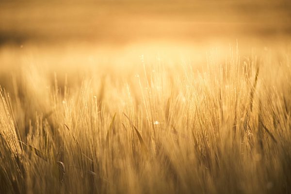 Spring cereals fields. Sunny spring evening