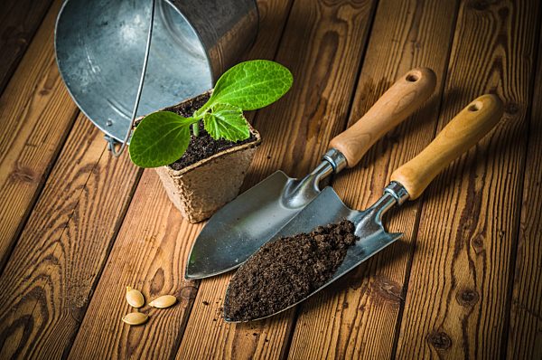 Seedlings zucchini and garden tools on a wooden surface
