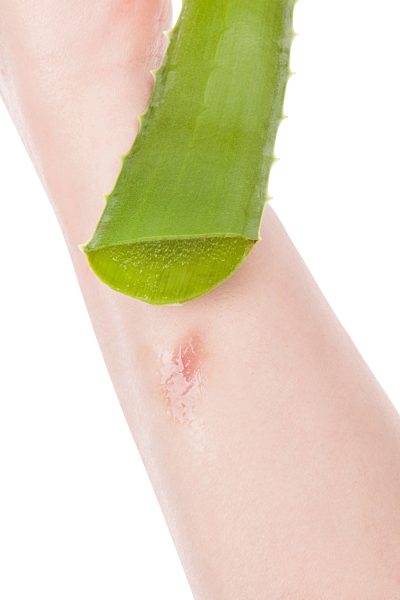 weibliche handholding aloe vera-kaktus.