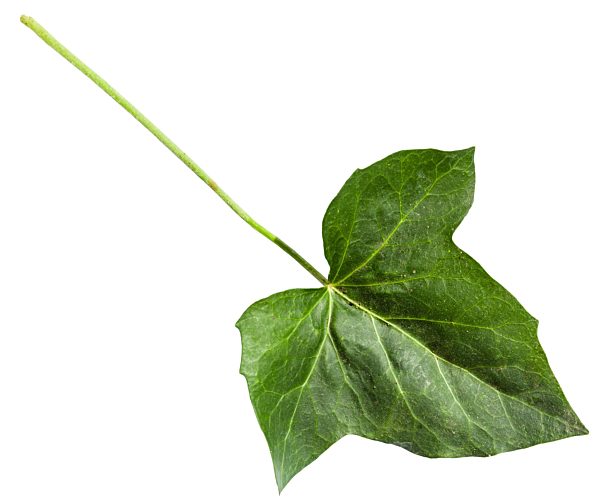 grünes blatt von hedera (efeu) pflanze isoliert