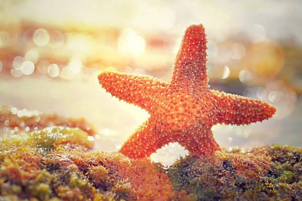 Beautiful starfish