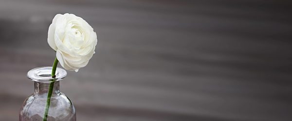 white rose on a dark background