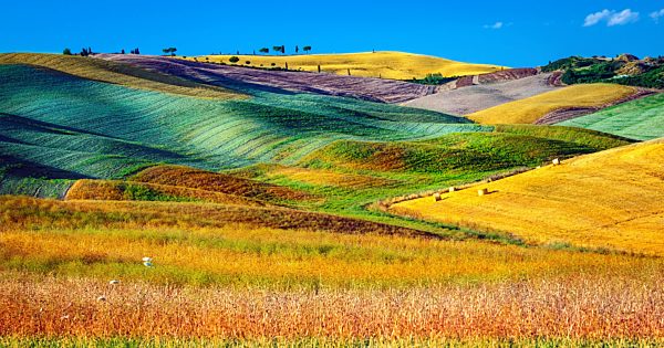 Beautiful agricultural landscape