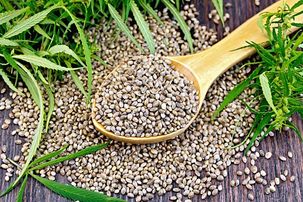 Grain hemp in spoon on dark board