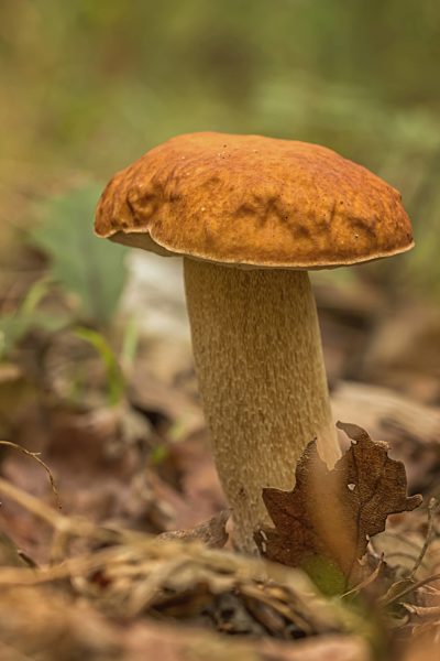 Porcini fungi on the litter (Boletus edulis)