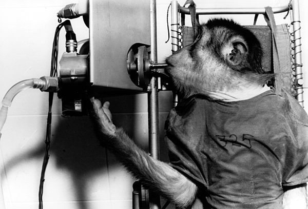 Tiere in der Raumfahrt - Makake bei einem Test