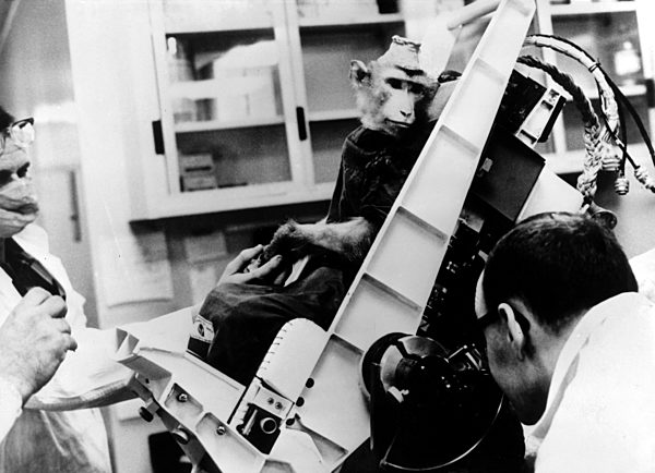 Tiere in der Raumfahrt - Makake bei einem Test