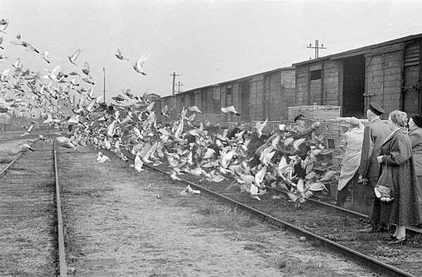 Gefiederte Briefträger in Hamburg 1954