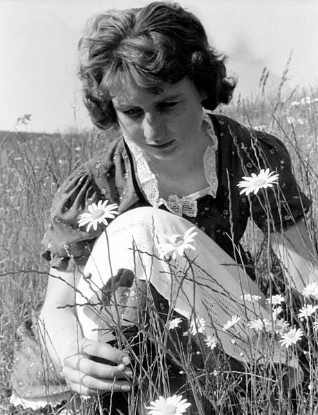 Frühling - Wiesen-Margerite