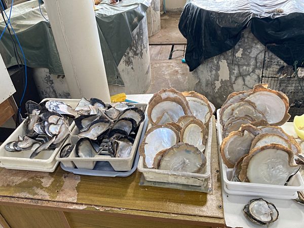 Der Perlenzüchter von Phuket