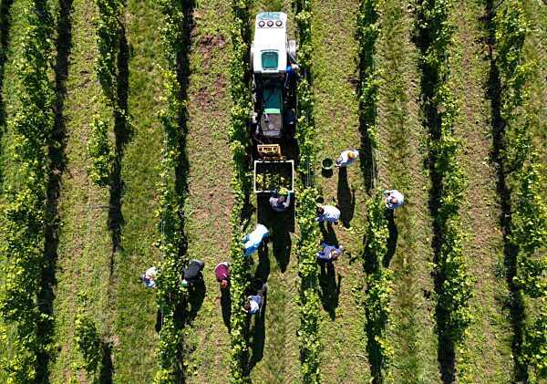 Weinlese in Sachsen-Anhalt