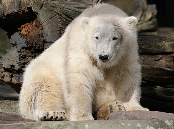 Eisbär "Knut", aufgenommen am 04.09.2007 im Zoo in Berlin...