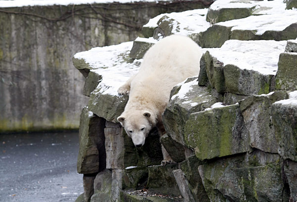 Eisbär Knut steht am 03.01.2008 im Zoo von Berlin in seinem Freigehege auf...