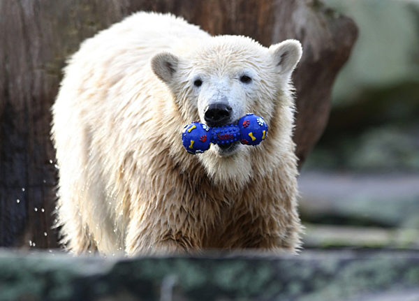 Der Berliner Eisbärenjunge "Knut" bringt zwar schon rund 125 kg auf die...