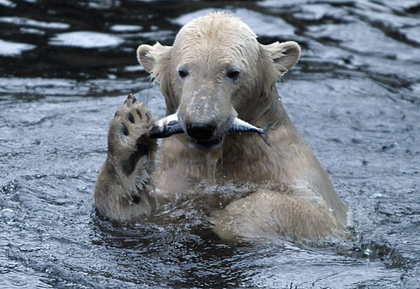 Eisbär Knut holt sich am Montag (01.12.2008) nach der Fütterung im Zoo in...