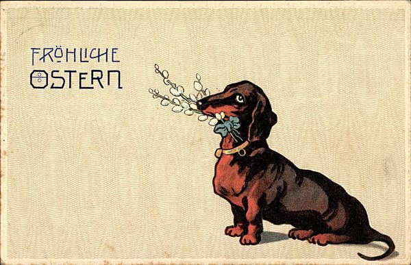 Glückwunsch Ostern, Dackel mit Weidenkätzchen im Maul