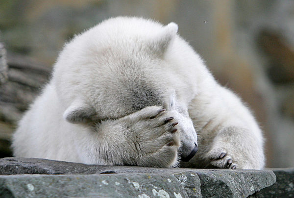 Eisbärenjunge "Knut" hält er am Dienstag (24.07...