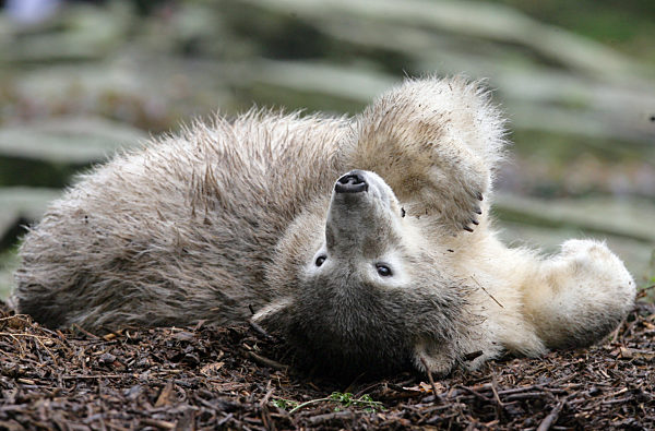 Eisbär Knut am Dienstag (02.10.2007) in seinem Gehege im Zoo von Berlin...