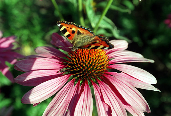 BUGA - Cottbus (Archivfoto und Text 1995)