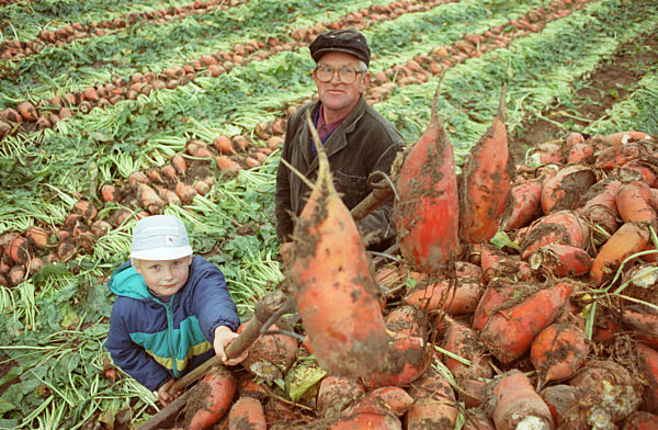 Runkeln vom eigenen Feld erntet nach Jahren der LPG-Zwangskollektivierung...