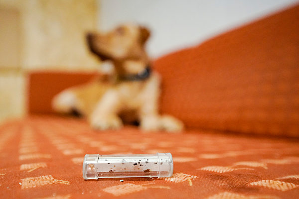 Bettwanzenspürhund Samy