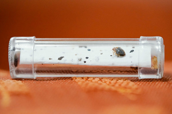 Bettwanzenspürhund Samy