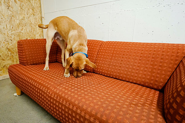 Bettwanzenspürhund Samy