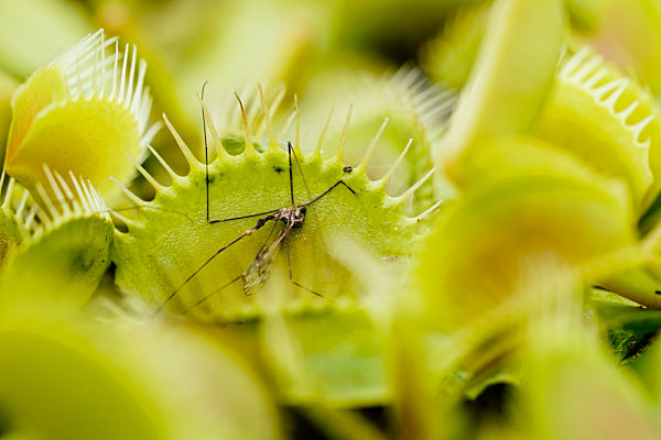 Fleischfressende Pflanzen